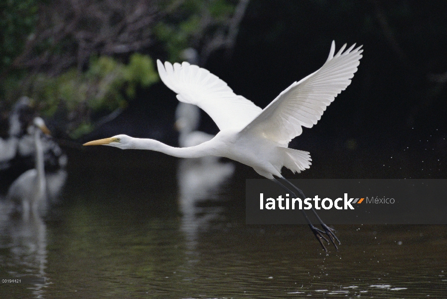 Gran Egret (Ardea alba) volando, América del norte