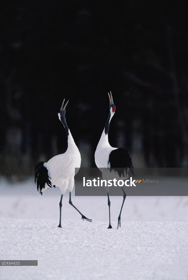 Mostrar la corona roja par de grúa (Grus japonensis) en el cortejo, Hokkaido, Japón