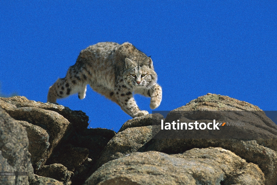 Bobcat (Lynx rufus) saltando desde rocas, Colorado