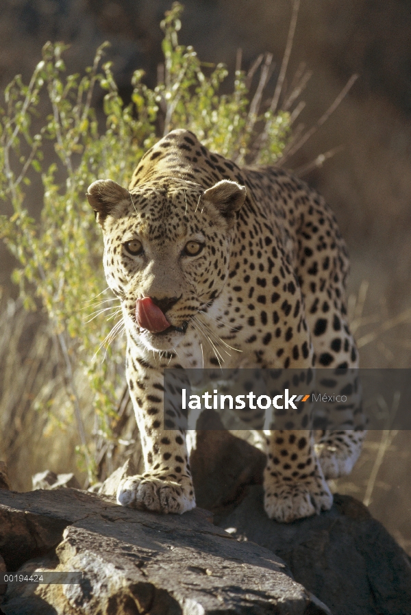 El leopardo (Panthera pardus), Parque Nacional de Etosha, Namibia