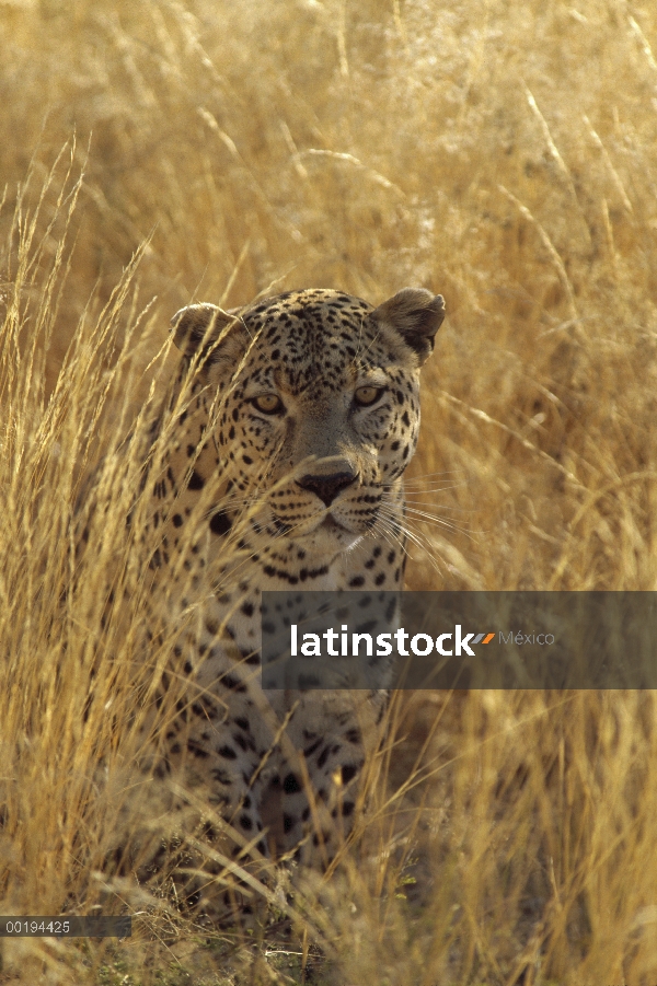 Leopardo (Panthera pardus) en el país de la hierba, Parque Nacional de Etosha, Namibia