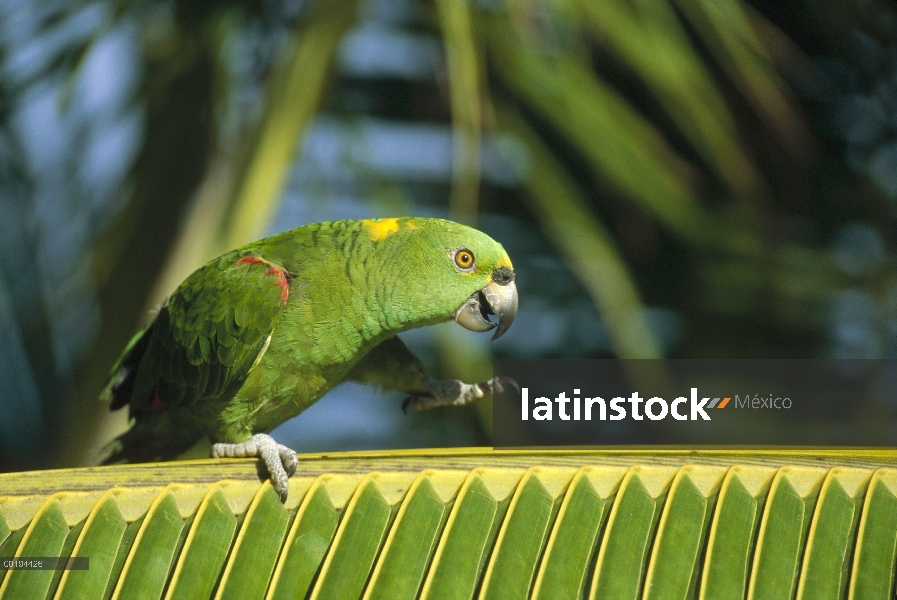 De nuca-amarilla (Amazona auropalliata) caminando por la fronda de la palma, Amazonas, Brasil