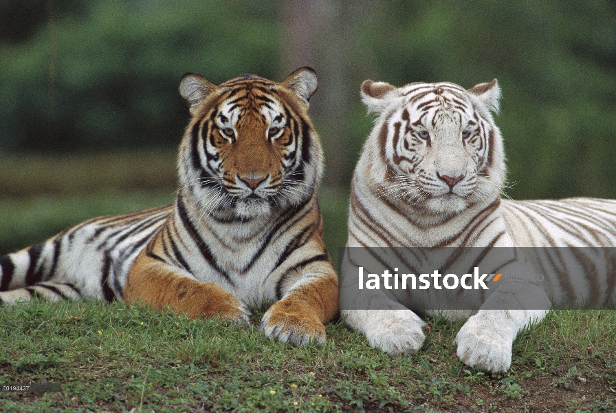 Par de tigre de Bengala (Panthera tigris tigris), con coloración normal y otro es un morph blanco, I