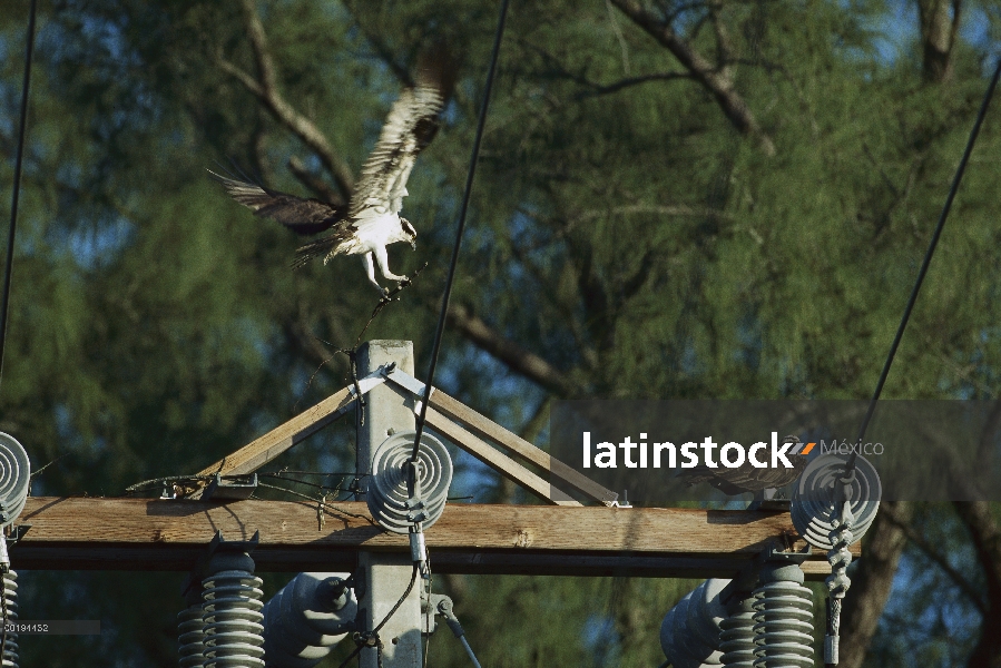 Águila pescadora (Pandion haliaetus) aterrizaje en poste eléctrico donde espera mate con los princip