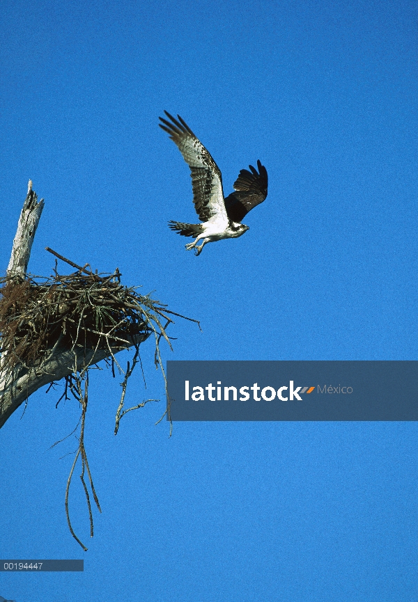 Águila pescadora (Pandion haliaetus) tomando vuelo del nido, América del norte