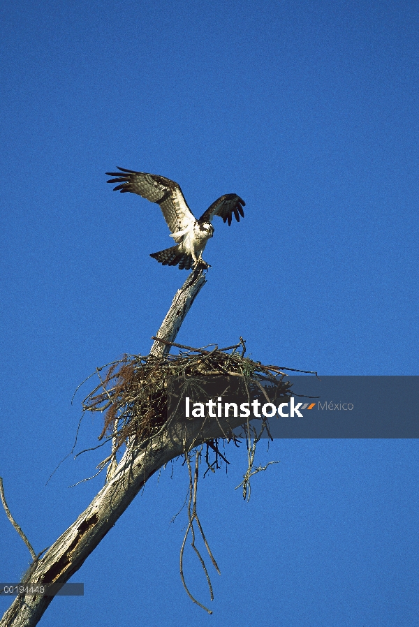 Águila pescadora (Pandion haliaetus) en gancho arriba nido, América del norte