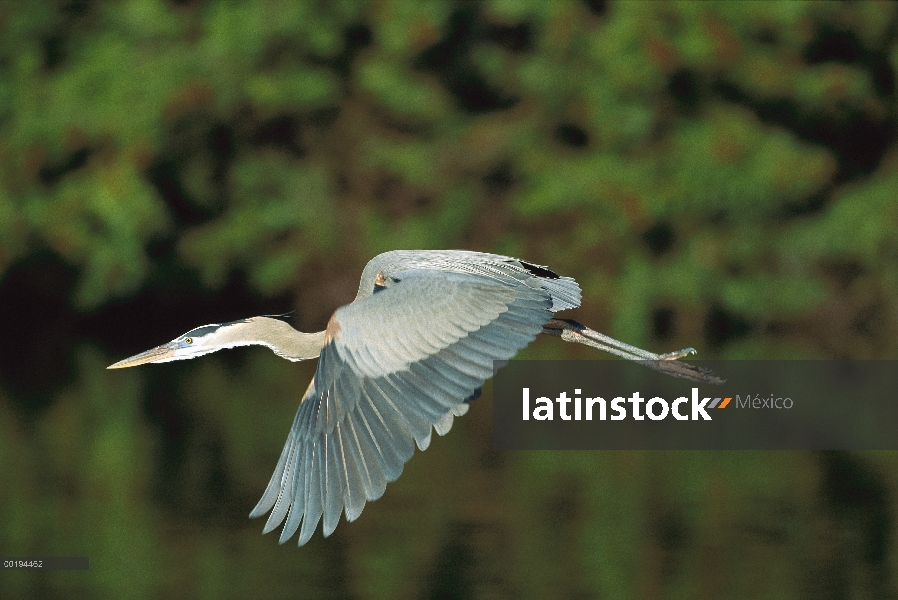 Garza de gran azul (Ardea herodias) volando, América del norte