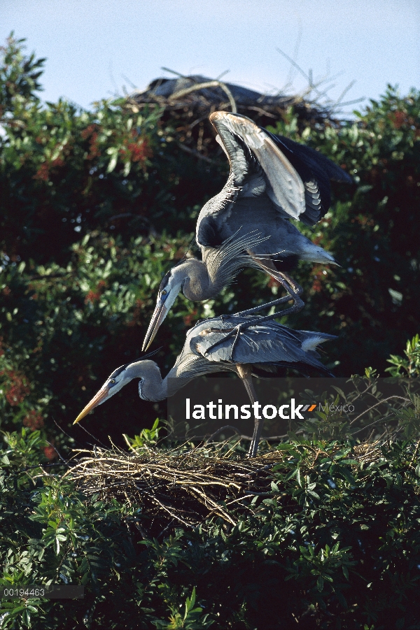 Gran garza azul (Ardea herodias) par de acoplamiento en el nido, América del norte