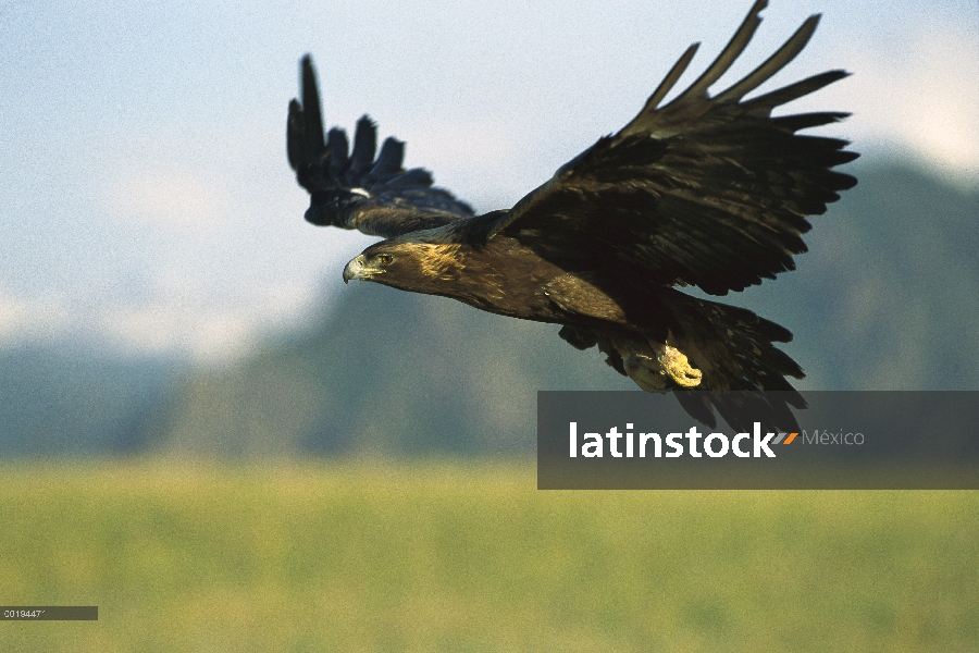 Águila real (Aquila chrysaetos) volando, América del norte