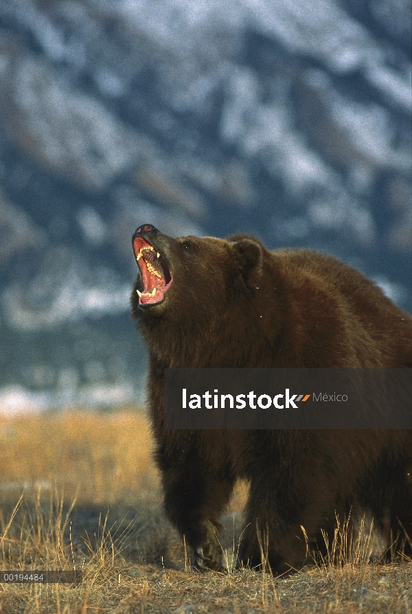 Oso Grizzly (Ursus arctos horribilis) rugir, América del norte