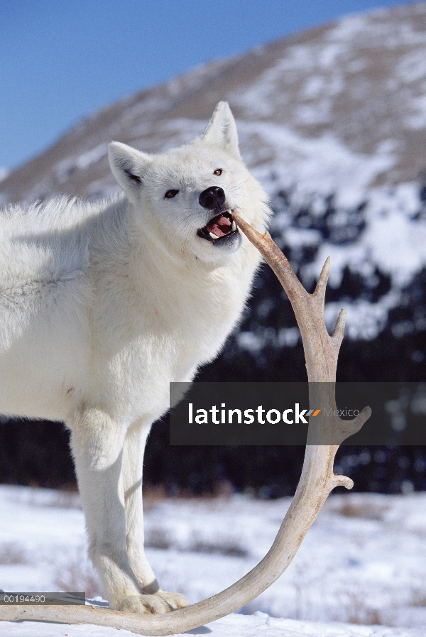 Lobo (lupus de Canis) masticar cornamenta, Colorado juego de granja