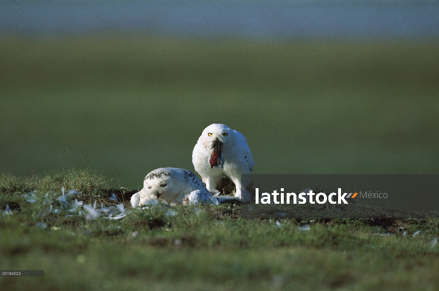 Búho nival (Nyctea scandiaca) padres en tundra nidifican cuidando a sus crías, América del norte