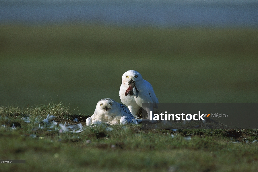 Búho nival (Nyctea scandiaca) padres en tundra nidifican cuidando a sus crías, América del norte