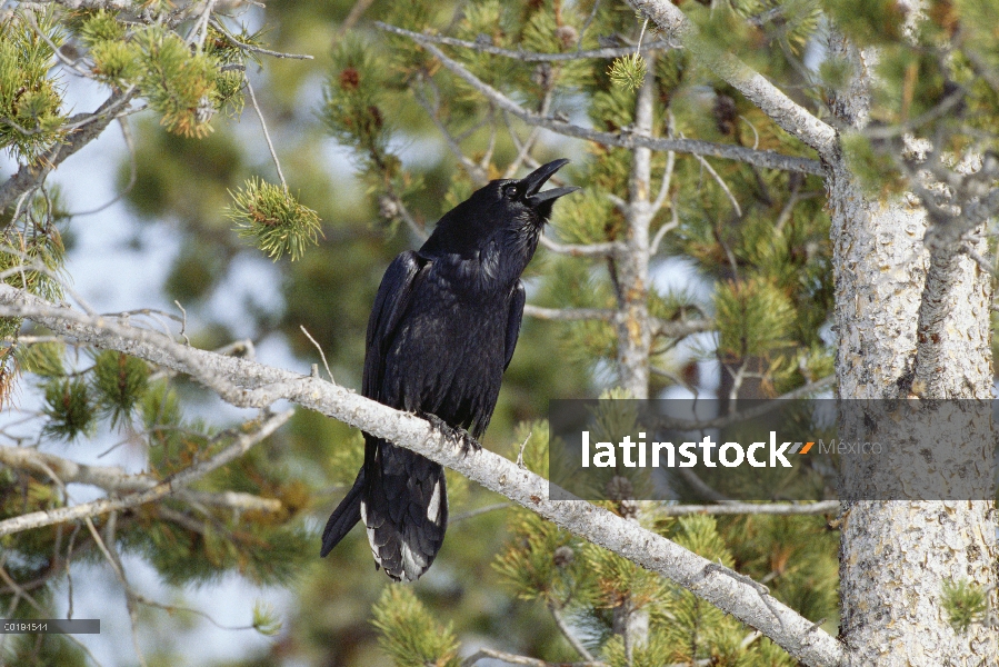 Cuervo común (Corvus corax) de alto en el árbol