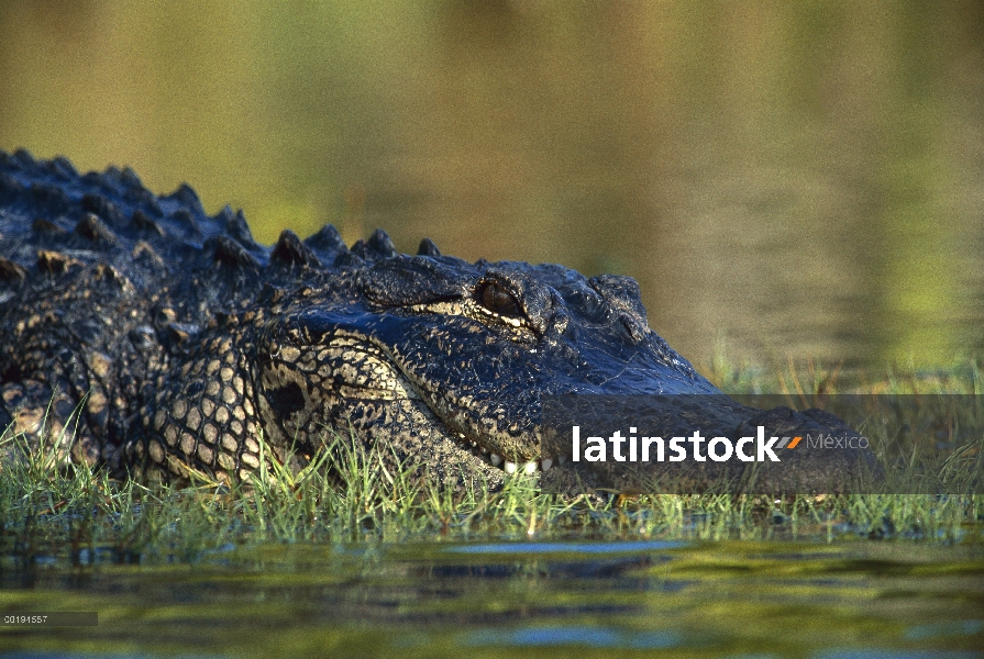 Aligátor Americano (Alligator mississippiensis) descansando en la orilla, sudeste de América del nor