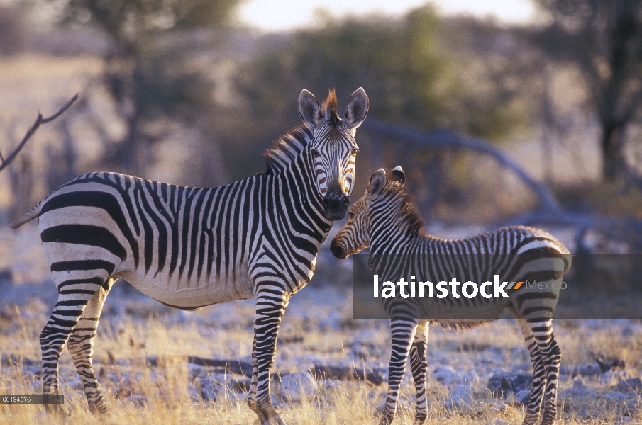 Madre de Zebra (cebra de Equus) montaña y potro, Namibia