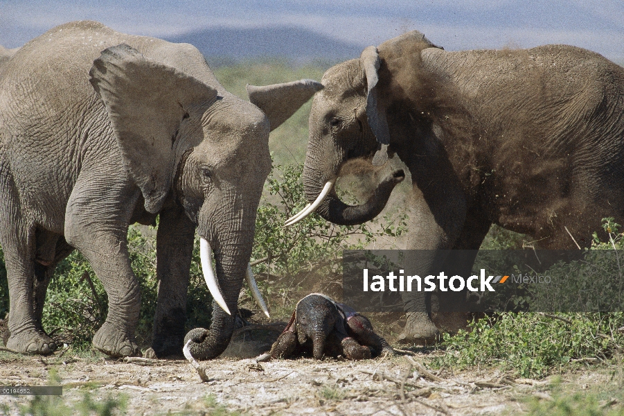 Hembras de elefante africano (Loxodonta africana) tiende al becerro recién nacido, Kenia