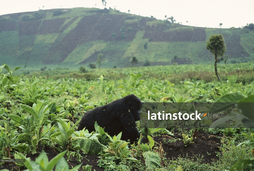 Mujer de montaña gorila (Gorilla gorilla beringei), África central