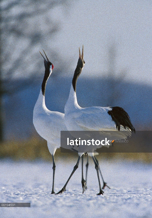 Corona roja par de grúa (Grus japonensis) llamando al cortejo, Hokkaido, Japón