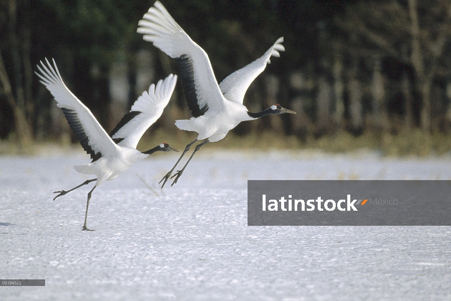 Corona roja par de grúa (Grus japonensis) llamando y saltar durante el cortejo, Hokkaido, Japón