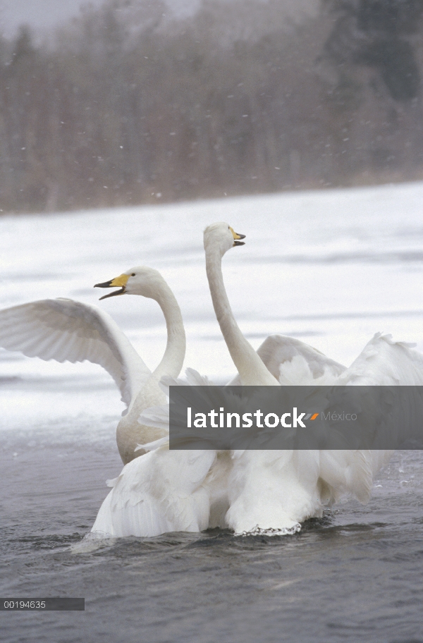 Whooper Swan (Cygnus cygnus) par invernada, Hokkaido, Japón