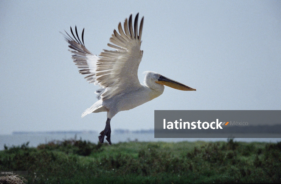 Pelican Dalmatian (crispus de Pelecanus) en peligro de extinción, Europa