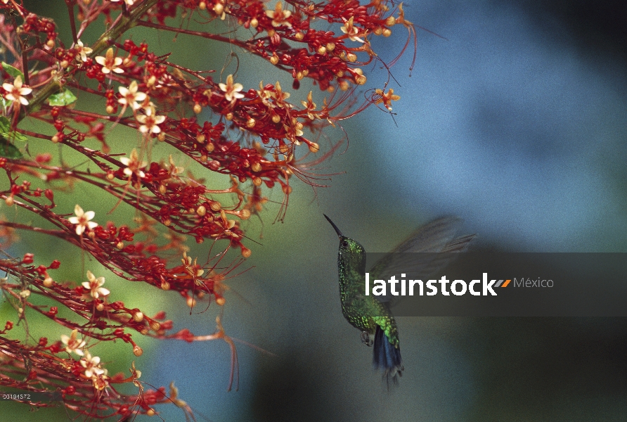 Colibrí de cola azul (Amazilia cyanura) alimentación a flores, Honduras