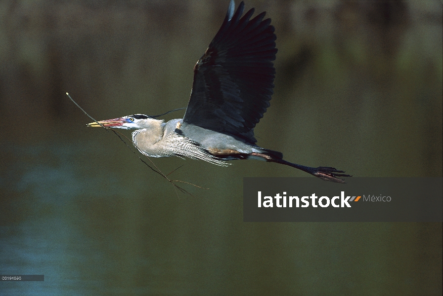 Gran Azul garzas (Ardea herodias) volando llevando material de nidificación, América del norte