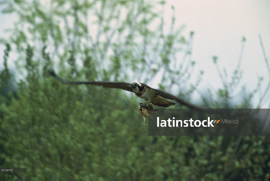 Águila pescadora (Pandion haliaetus) volando con peces en garras, América del norte