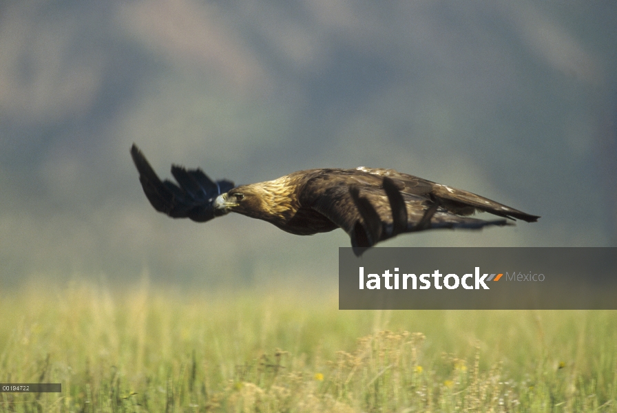 Águila real (Aquila chrysaetos) volando, América del norte