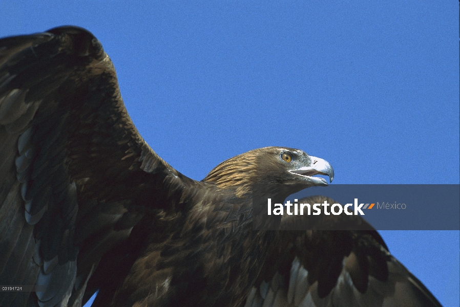 Águila real (Aquila chrysaetos) desplegando sus alas, América del norte