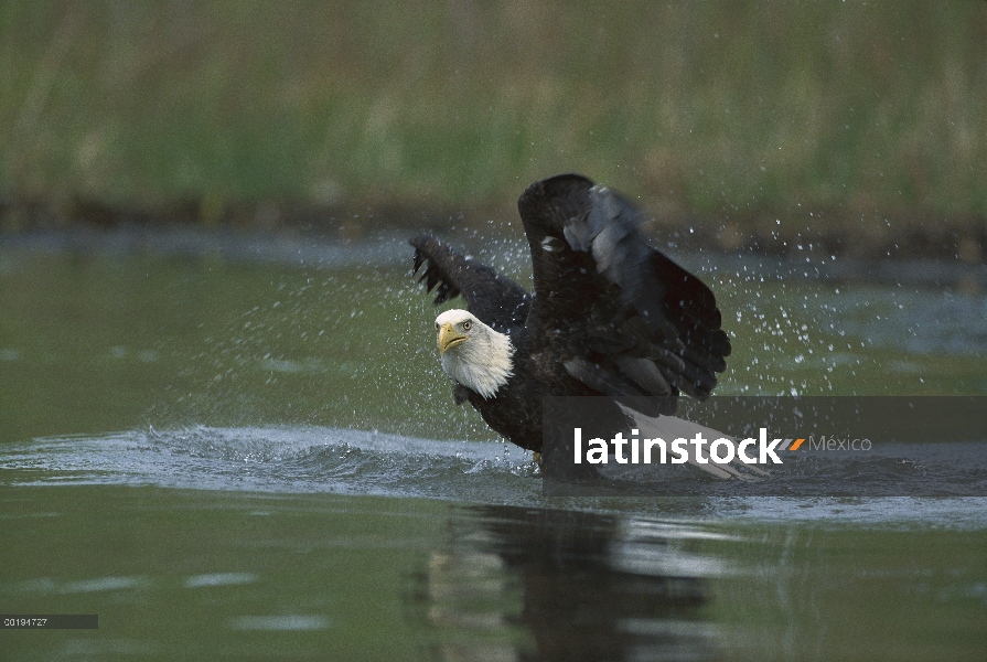 Águila calva (Haliaeetus leucocephalus), bañarse en aguas poco profundas, América del norte