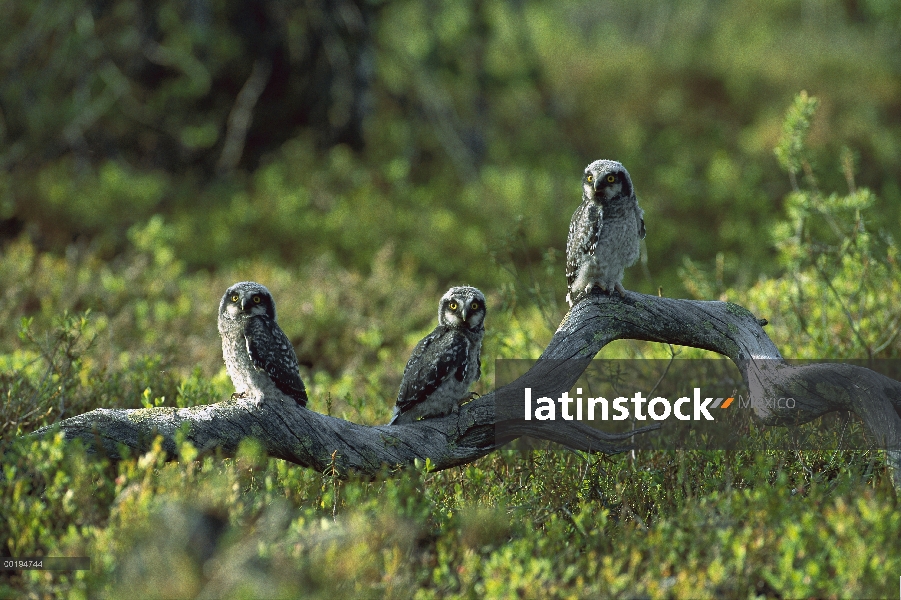 Tres chicas de norte Hawk Owl (Surnia ulula) perchado sobre un tronco, Finlandia