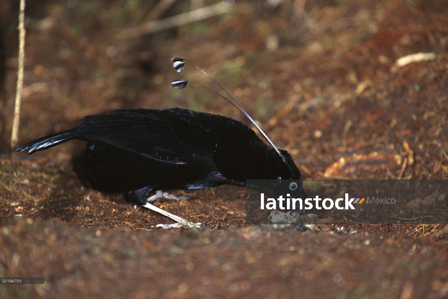 Occidental Arfak (Arfak sefilata) usando piel de serpiente como una herramienta de limpieza, montaña