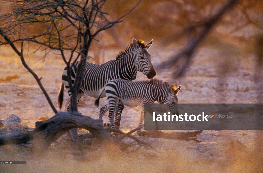 Madre de Zebra (cebra de Equus) montaña y potro, Parque Nacional de Etosha, Namibia