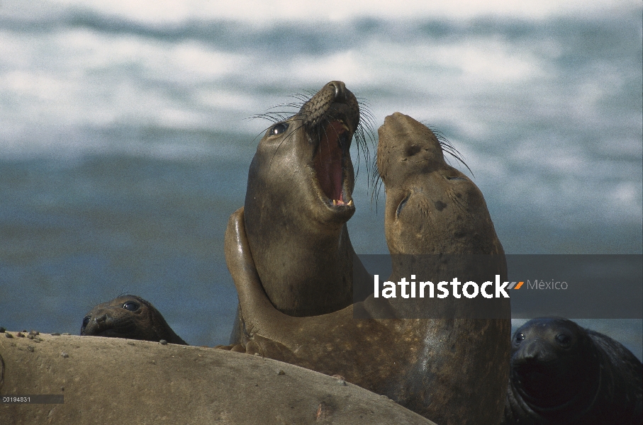 Norte juego de varones juvenil de elefante marino (Mirounga angustirostris) lucha, América del norte