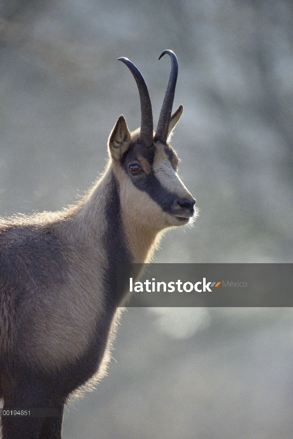 Rebeco (Rupicapra rupicapra), Europa