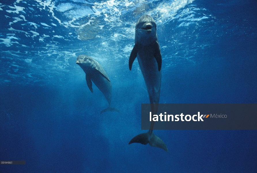 Par de delfines (Tursiops truncatus) de mulares nadando bajo el agua, Honduras