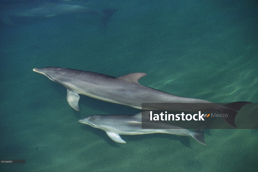 Tonina Delfín (Tursiops truncatus) madre y el bebé nadando justo debajo de la superficie, Caribe