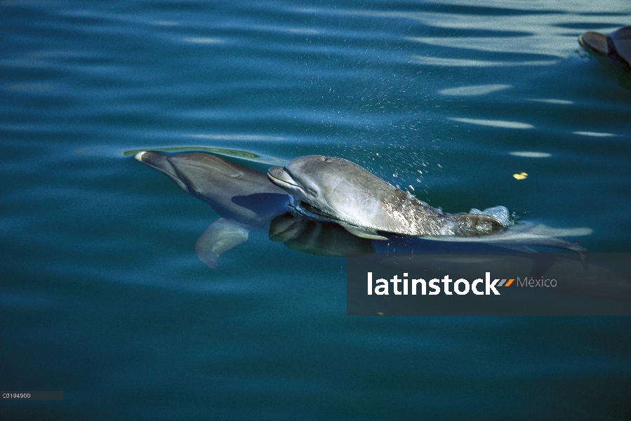 Delfín mular (Tursiops truncatus) con el bebé, Caribe