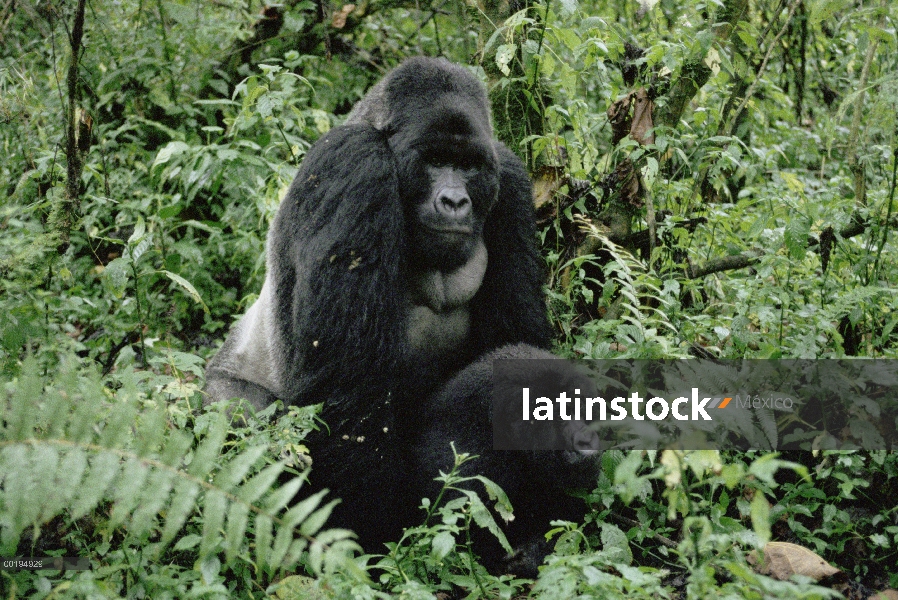 Par de gorila (Gorilla gorilla beringei) montaña de apareamiento, África central