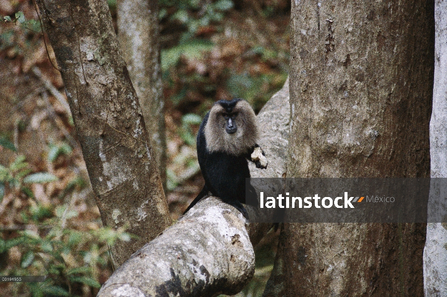 Macaco cola de León (Macaca silenus) alimentación, India