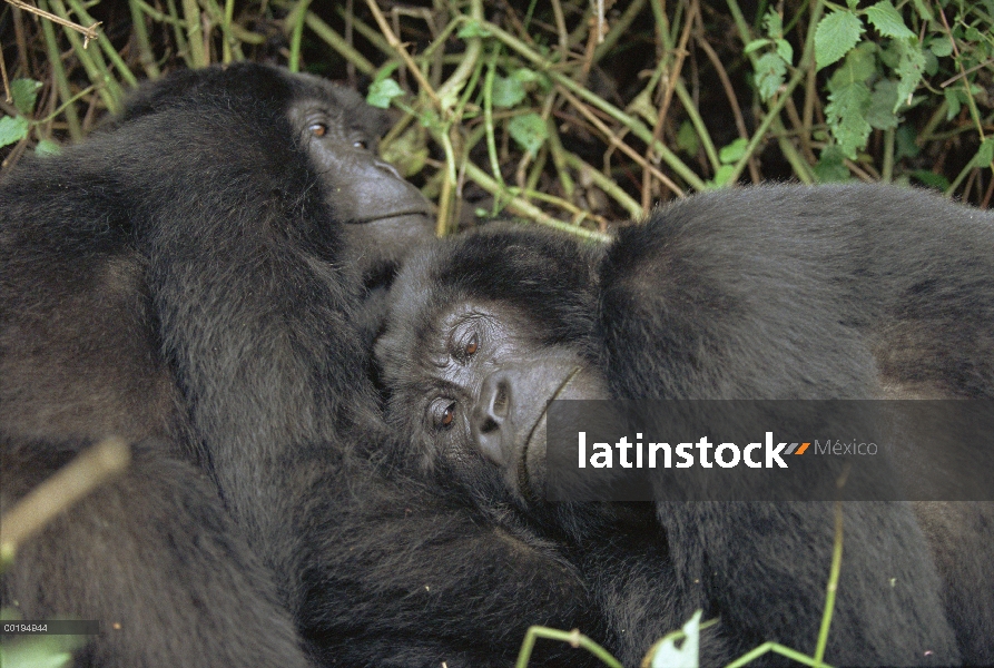 Par de gorila (Gorilla gorilla beringei) montaña de descanso juntos, África central