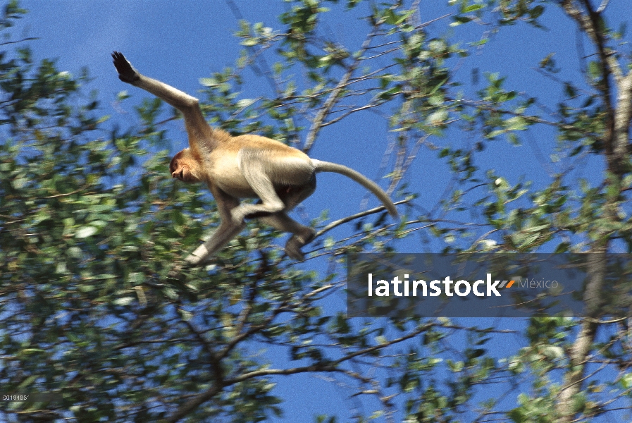 Hombre de Proboscis Monkey (Nasalis larvatus), Borneo