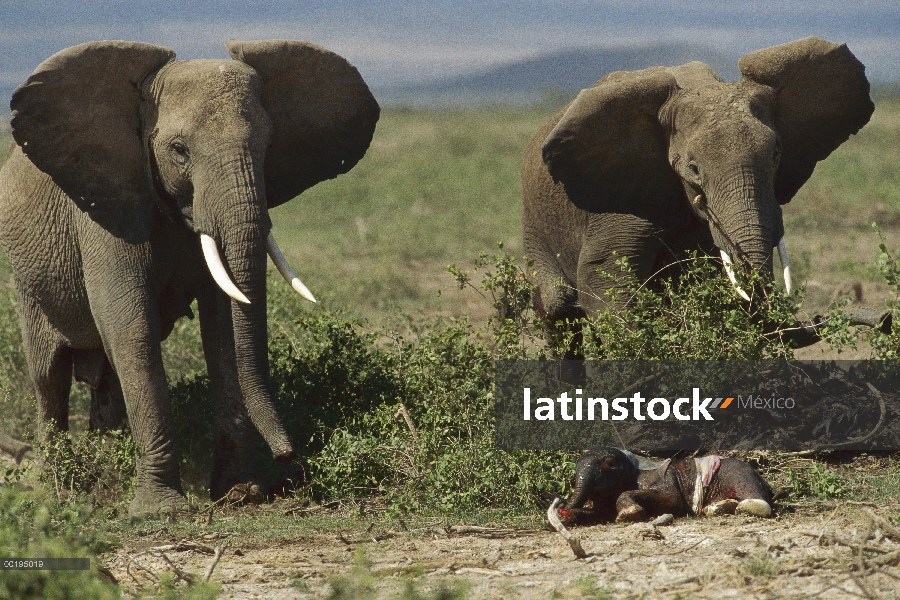 Elefante africano (Loxodonta africana) par con becerro recién nacido, Parque Nacional de Amboseli, K