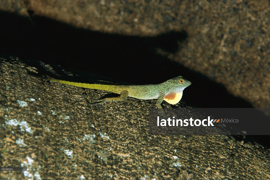 Lagartija Anolis (Anolis sp) mostrando, República Dominicana