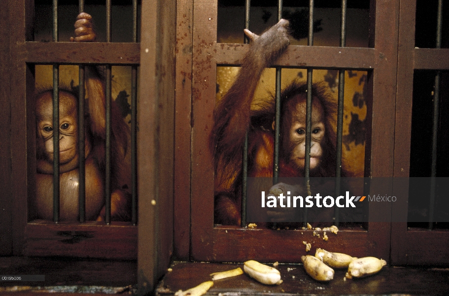 Bebé orangután (Pongo pygmaeus) en el centro de rehabilitación, Borneo