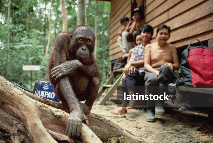 Orangután (Pongo pygmaeus) en centro de rehabilitación, Borneo