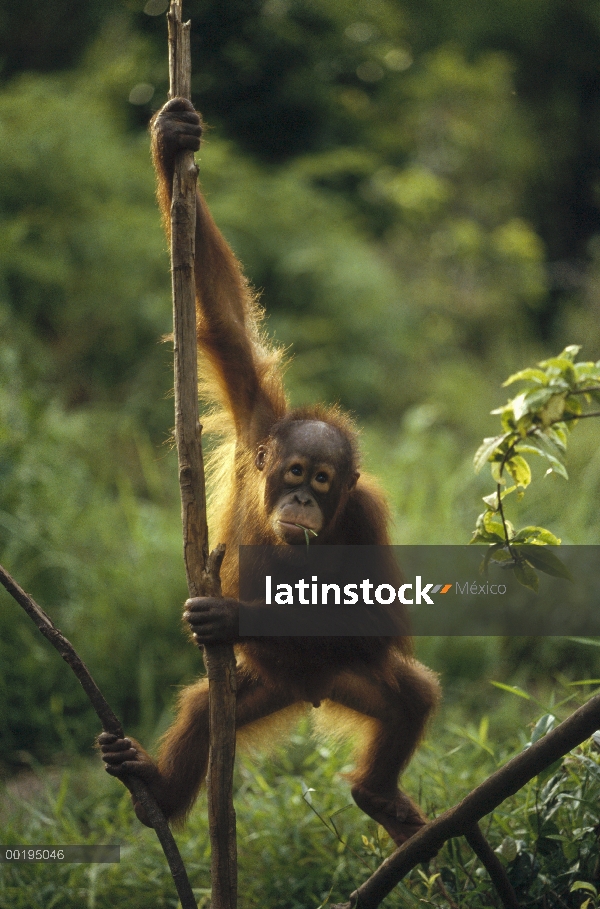 Orangután (Pongo pygmaeus) juvenil colgando de la liana, Borneo