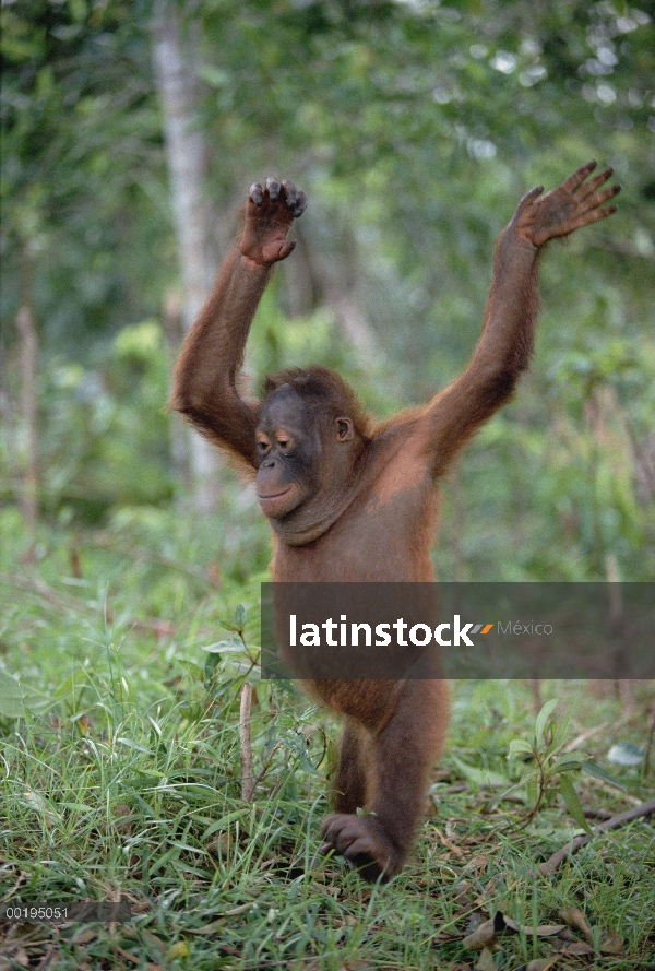 Juvenil de orangután (Pongo pygmaeus), Parque Nacional Tanjung Puting, Borneo